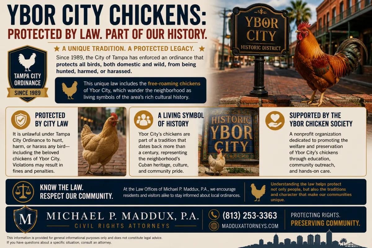 Landscape informational infographic about Ybor City’s protected chickens under Tampa law, featuring free-roaming roosters and hens in Ybor City’s historic district, with sections explaining the 1989 city ordinance, cultural significance of the chickens, and support from the Ybor Chicken Society.